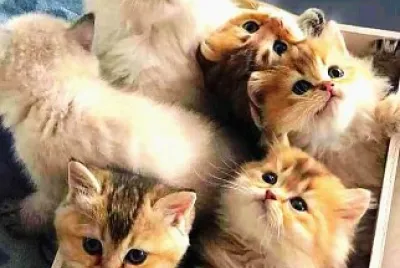 gatos