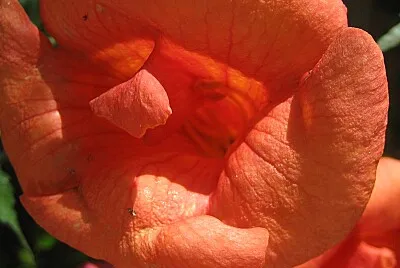 FLO