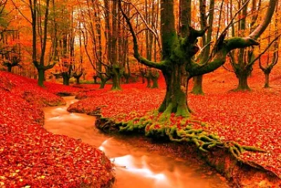 ROJ