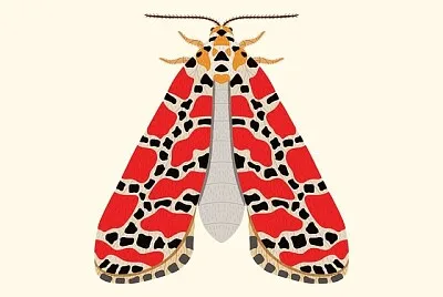 falena jigsaw puzzle