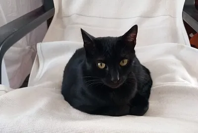 Orfeo