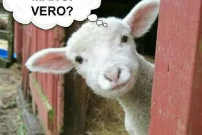 Veg