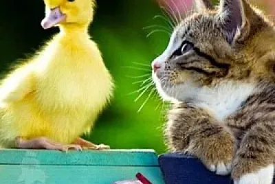 animales