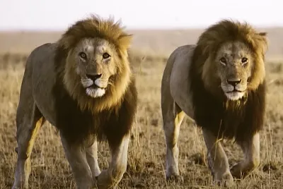 two lions