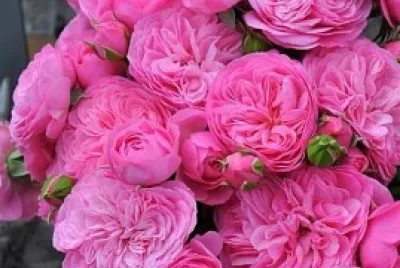 Fiori