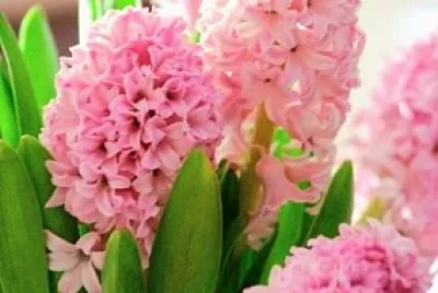 Fiori