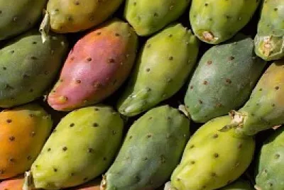 Puglia fichi d 'india