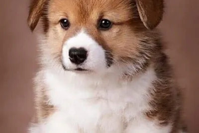 Perrito