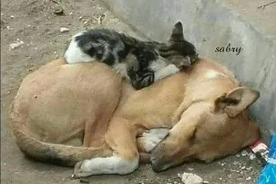 Imm