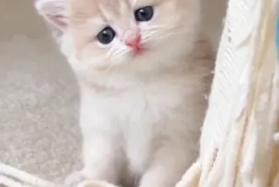 Imm