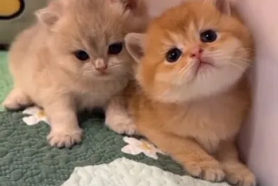 Imm