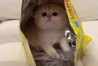 Imm