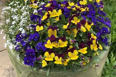 Pot of spring flowers, Asheville