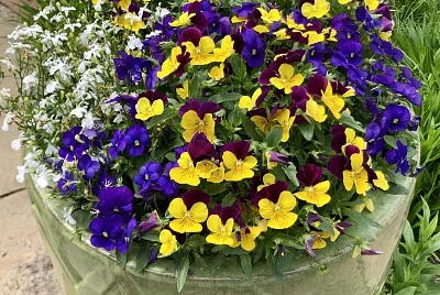 Pot of spring Flowers 2