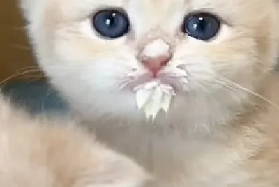 Imm