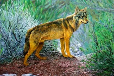 Lobo