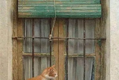 gato