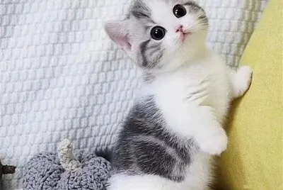 Imm