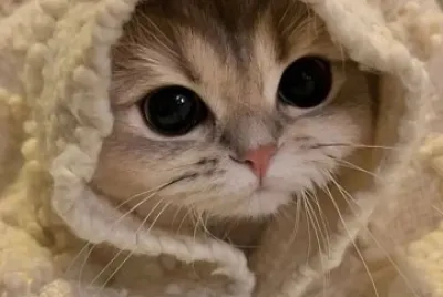 Imm