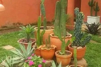 jardín