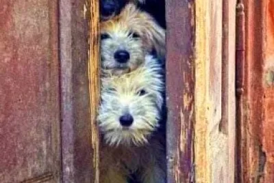 perro