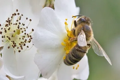 Abeille qui butine