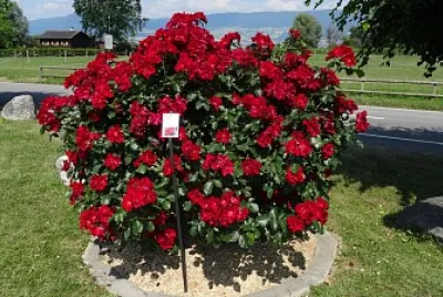 Fete de la rose Estavayer 1