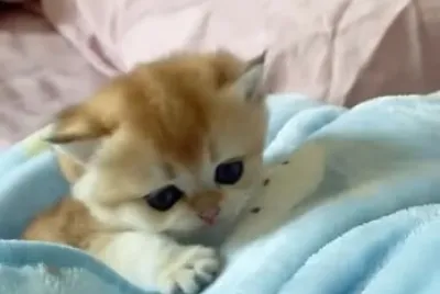 Imm