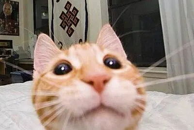 gatooo