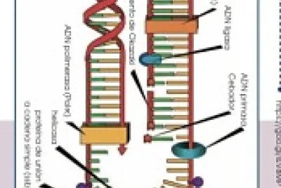 Biolgia jigsaw puzzle