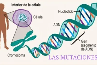 MUTACIONES