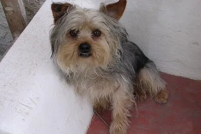 Pupi