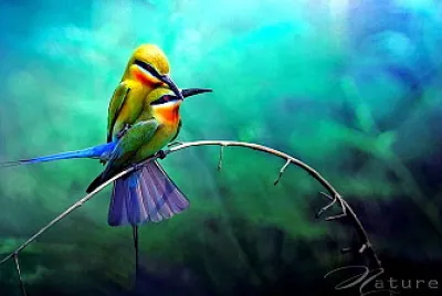 Aves
