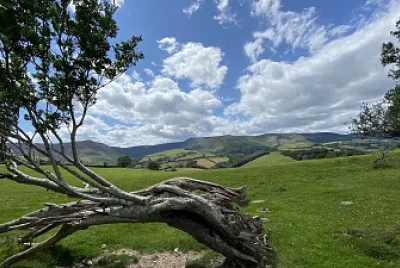 View with tree branch, Wales