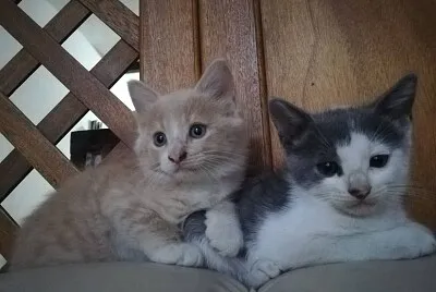 Romeo and Golden