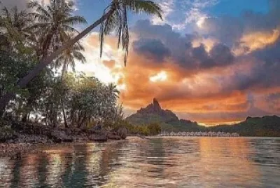 Palmera