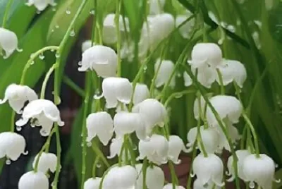 花 jigsaw puzzle