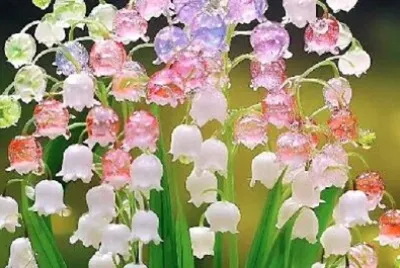 花 jigsaw puzzle