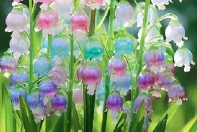 花 jigsaw puzzle