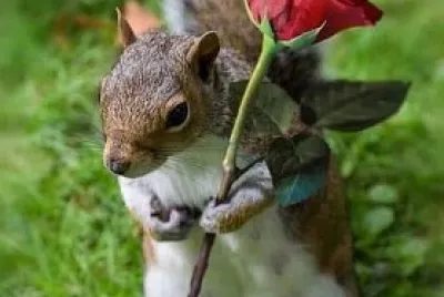 L 'ecureuil et la rose jigsaw puzzle