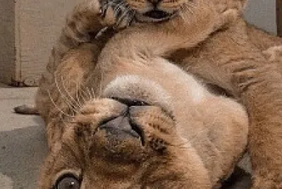 פאזל של cachorros de león