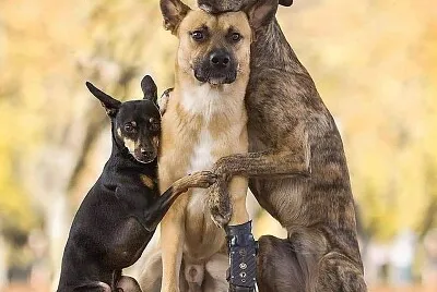 פאזל של Amistad