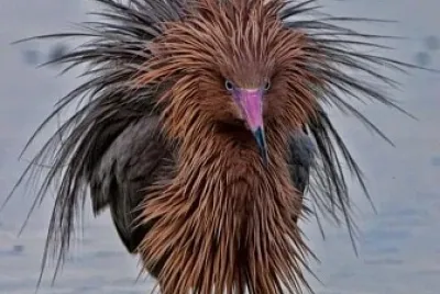 Peinado