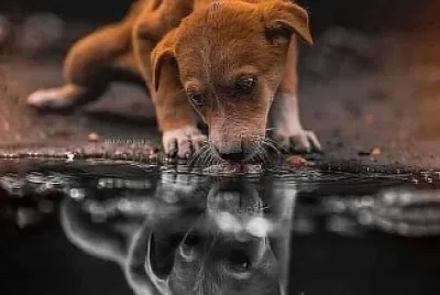 פאזל של Reflejo