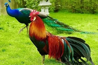 Galló y pavo real