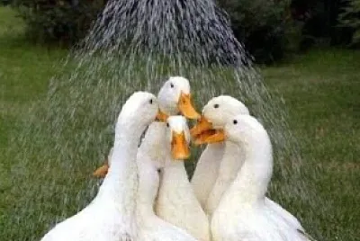 Ducha