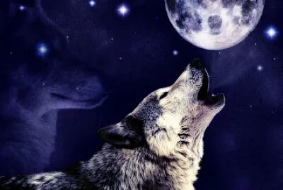 Loup hurlant à la lune