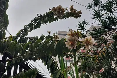 פאזל של Orapronobis