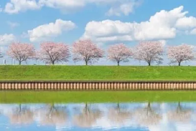 花 jigsaw puzzle