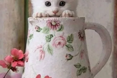 gato